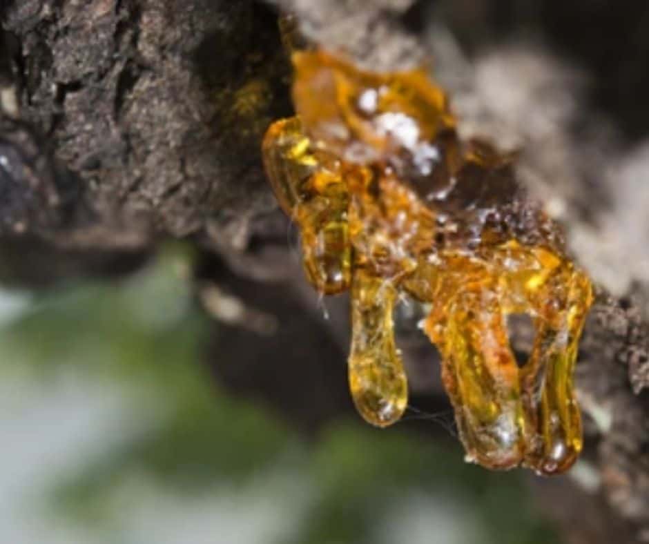 How to Get Sap Out of Hair, Including All Types of Sap, Sap Residue, and Tree Sap Stains