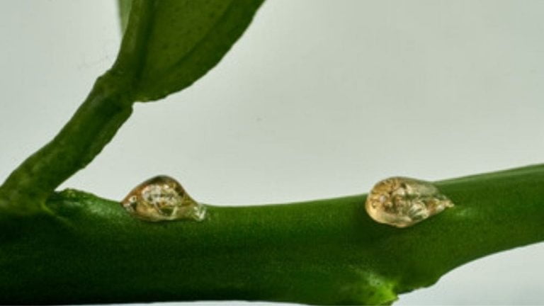 How to get sap out of hair