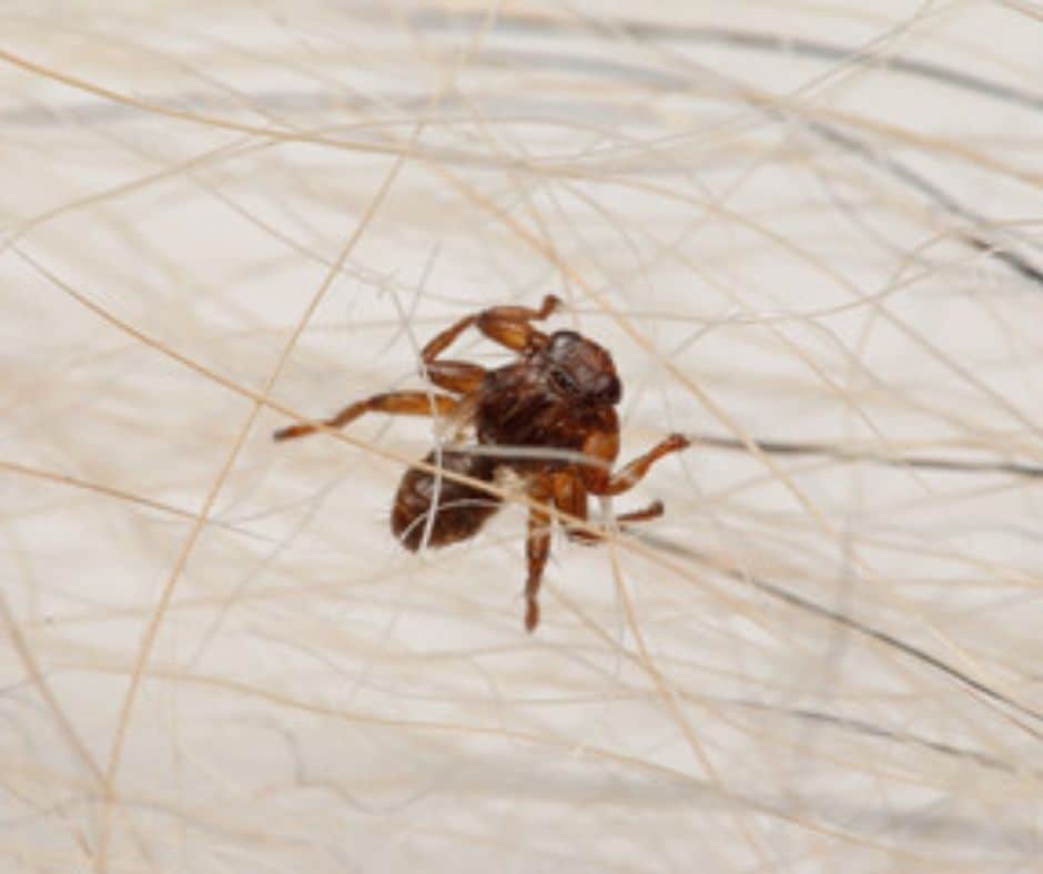 how-to-get-rid-of-lice-in-african-american-hair-reenasidhu