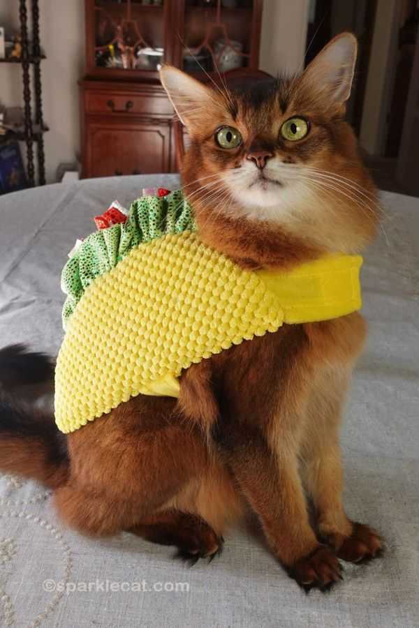 Taco Cat